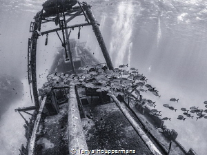'Rush Hour On The Kittiwake' - Fish schooling over the wr... by Tanya Houppermans 
